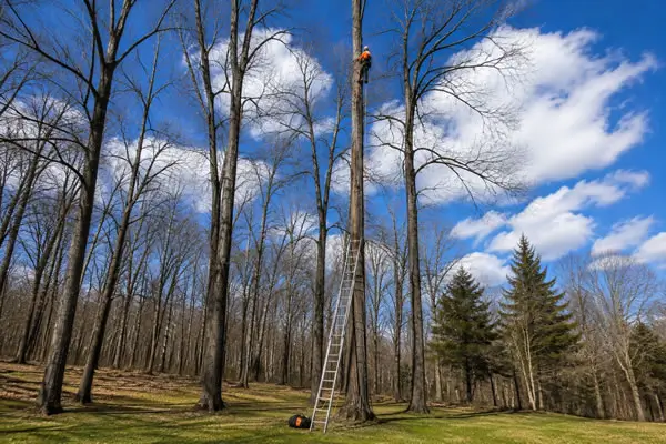 Installing Lightning Rods for a Tree Installing Lightning Rods for a Tree